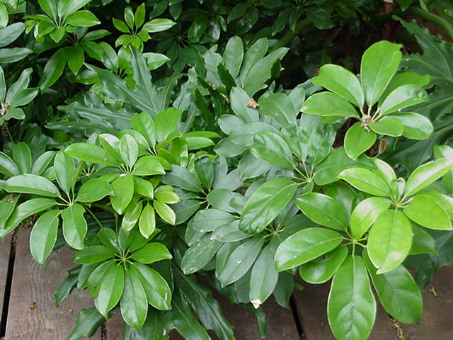 شفلرا آربوریکلا